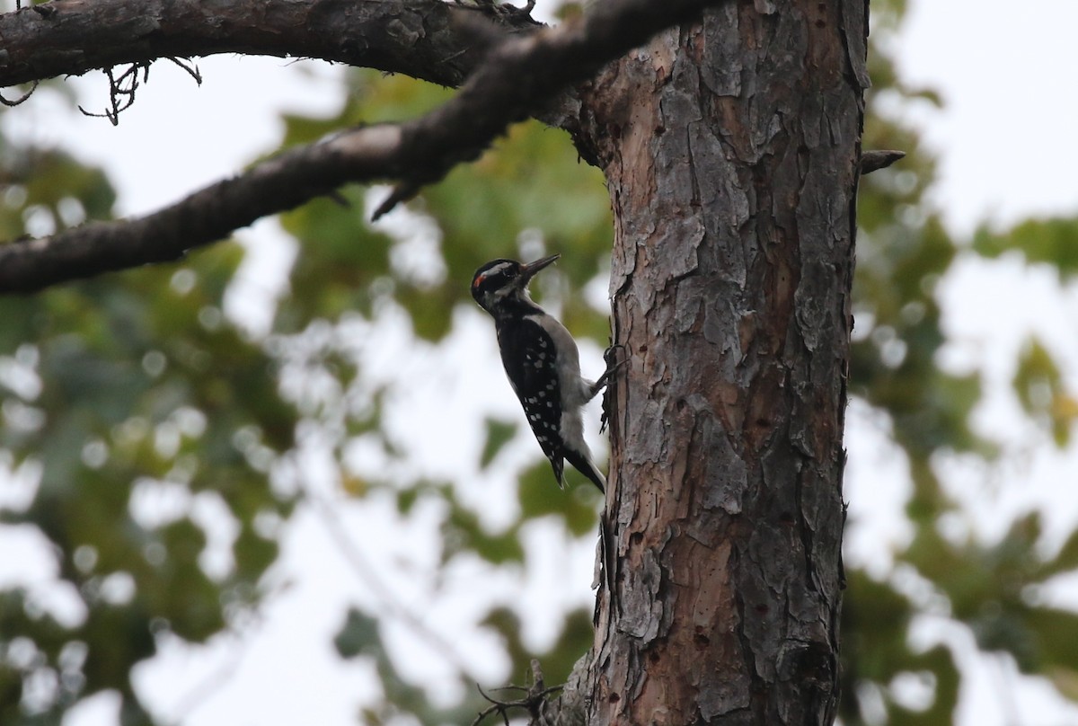 Hairy Woodpecker (Eastern) - ML361545181