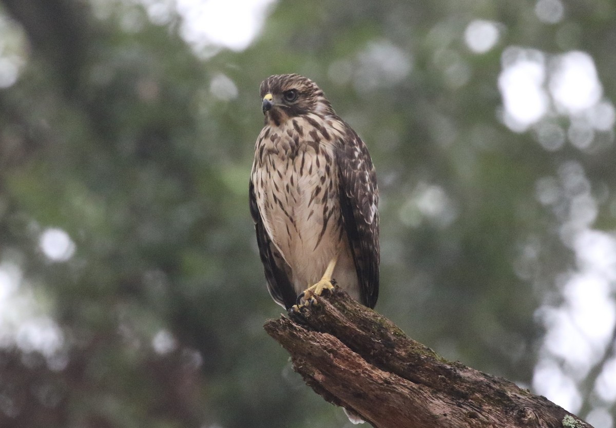 Red-shouldered Hawk (lineatus Group) - ML361545231
