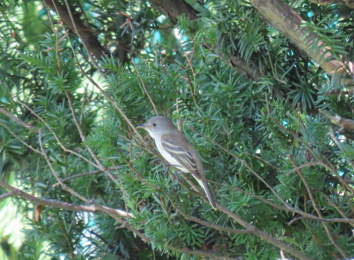 Alder/Willow Flycatcher (Traill's Flycatcher) - ML361546761