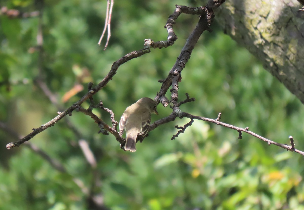 Alder/Willow Flycatcher (Traill's Flycatcher) - ML361547401