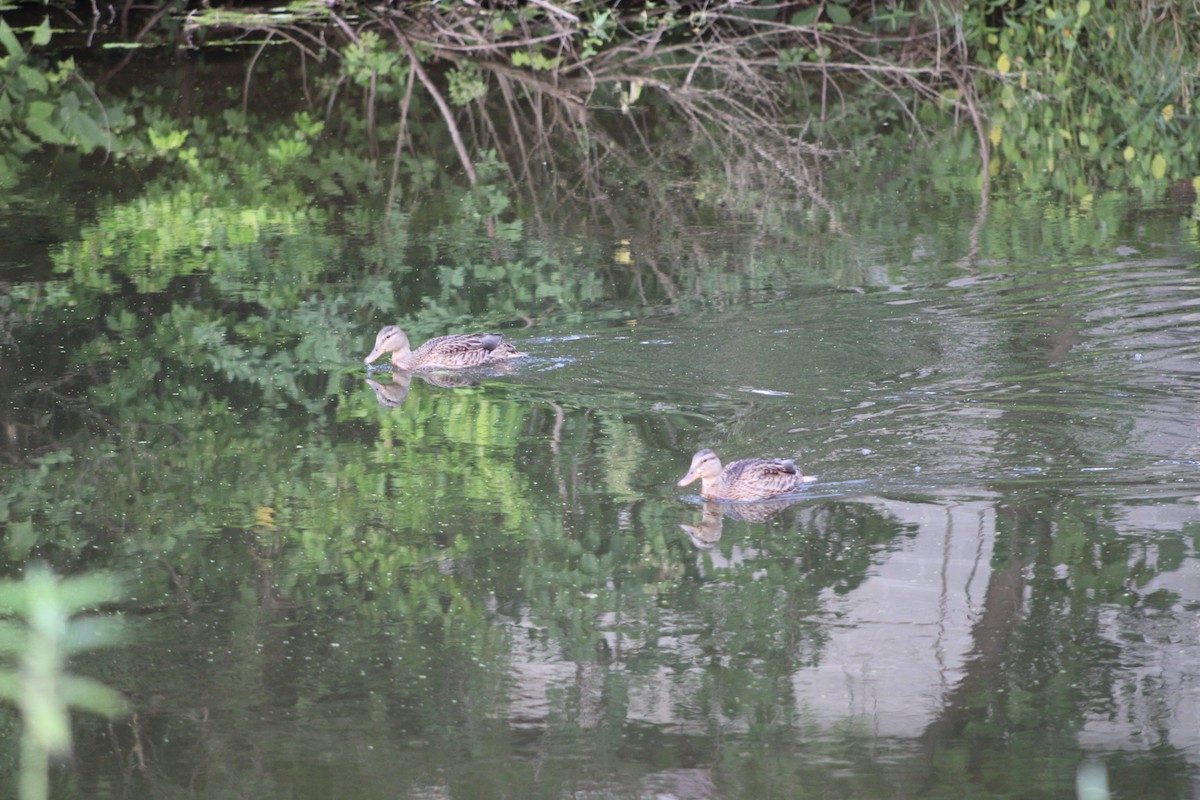 Canard colvert - ML361548301