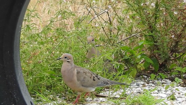 Mourning Dove - ML361548891