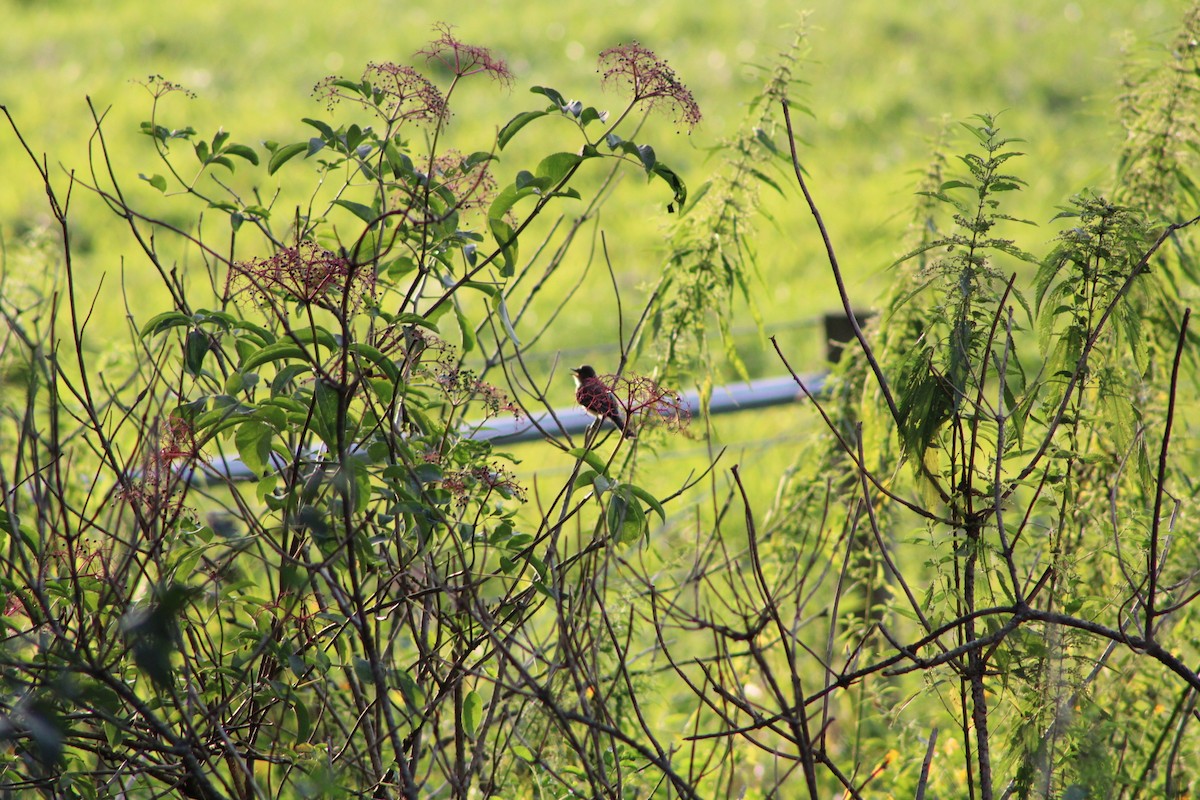 Eastern Phoebe - ML361549681