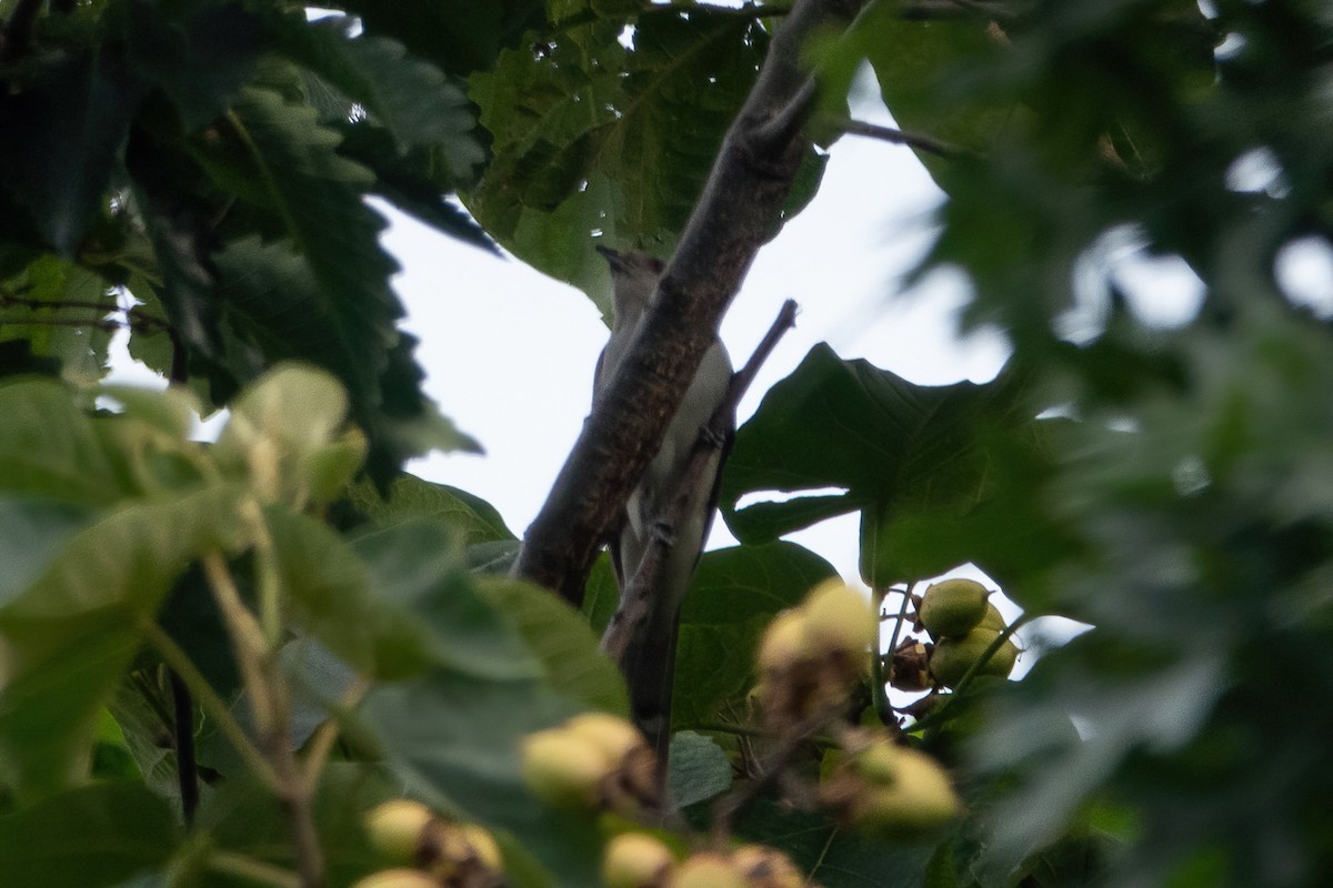 Black-billed Cuckoo - ML361549791