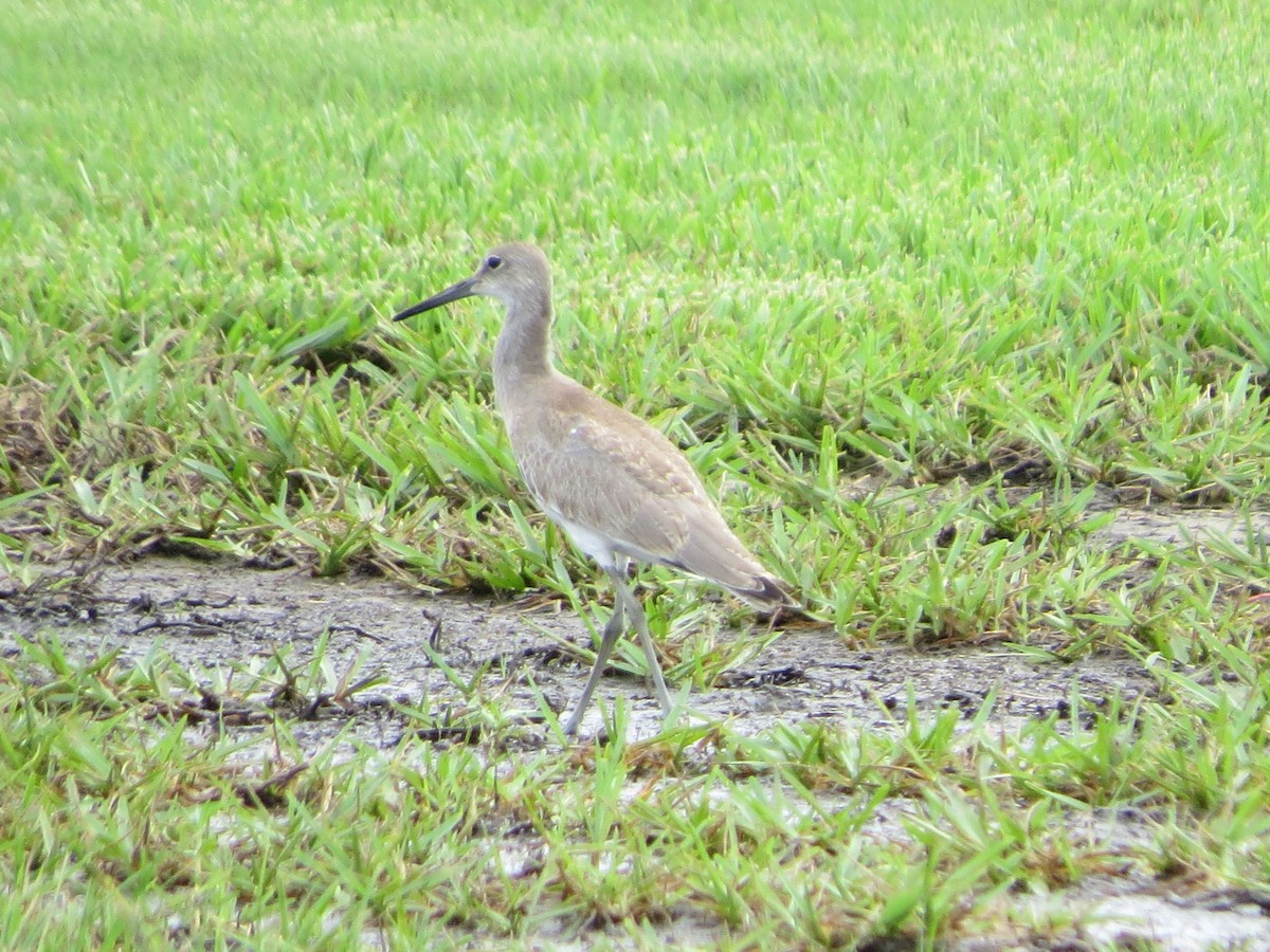 Willet - ML361550061