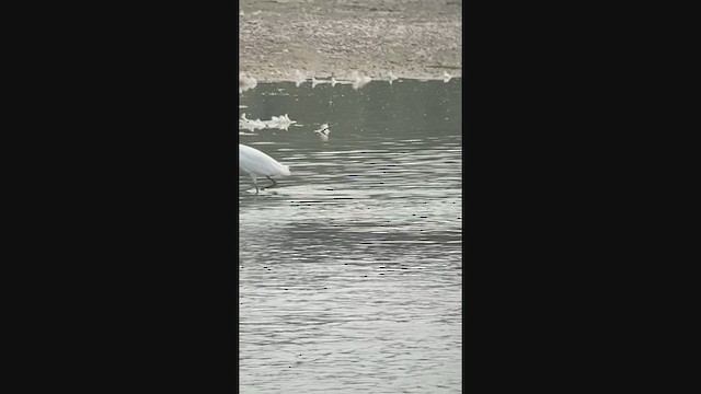 Snowy Egret - ML361550081