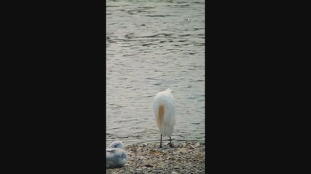 Western Cattle Egret - ML361550771