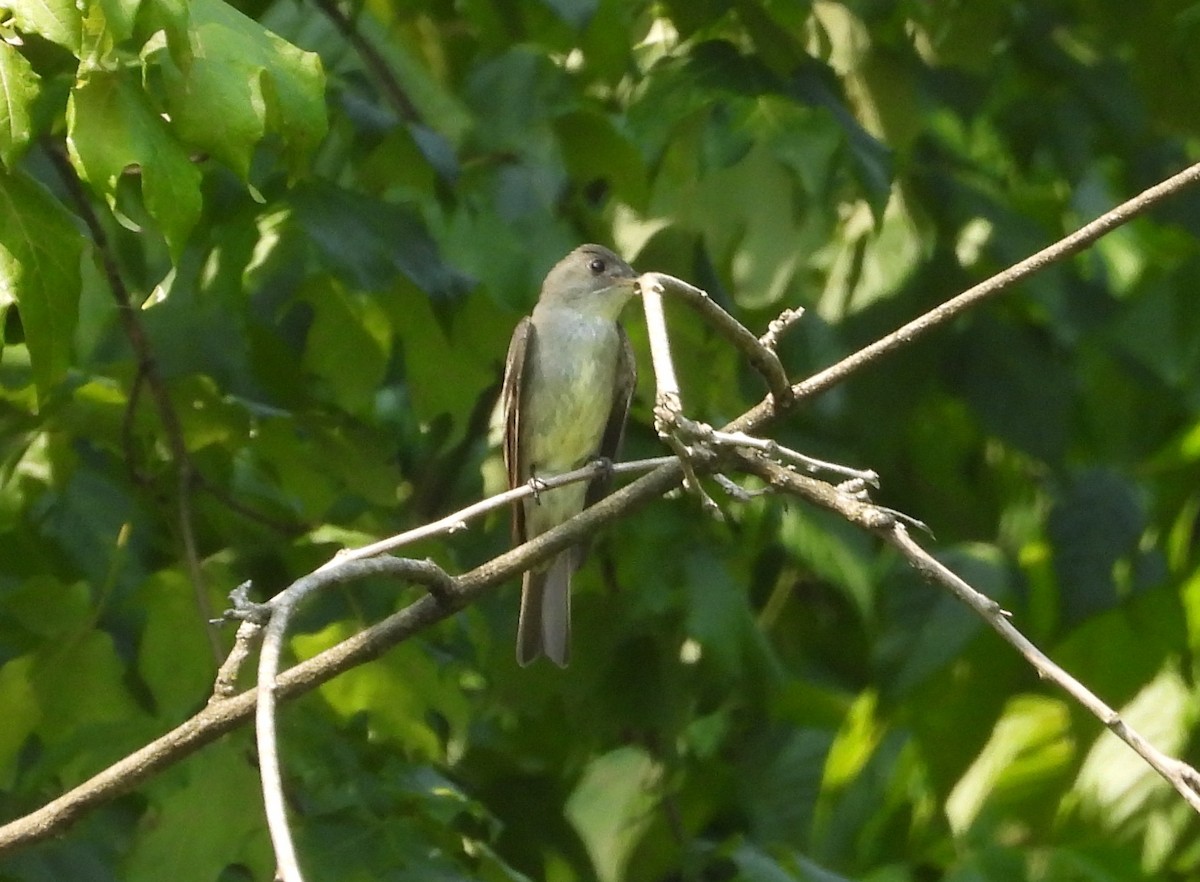 Eastern Wood-Pewee - ML361551351