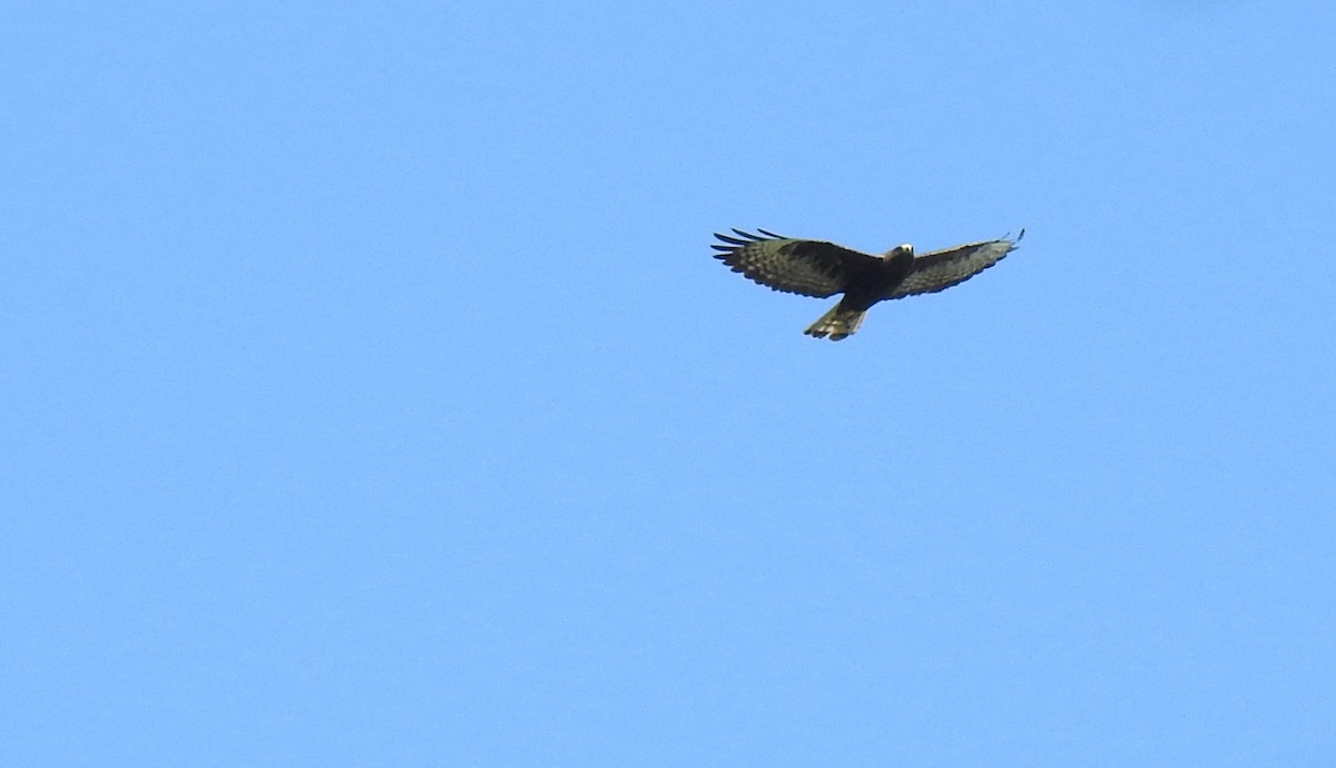 Short-tailed Hawk - ML361551891