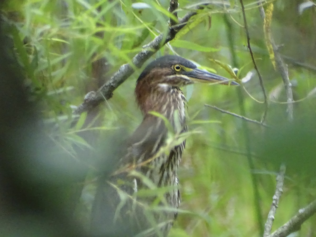 Green Heron - Jeffrey Roth