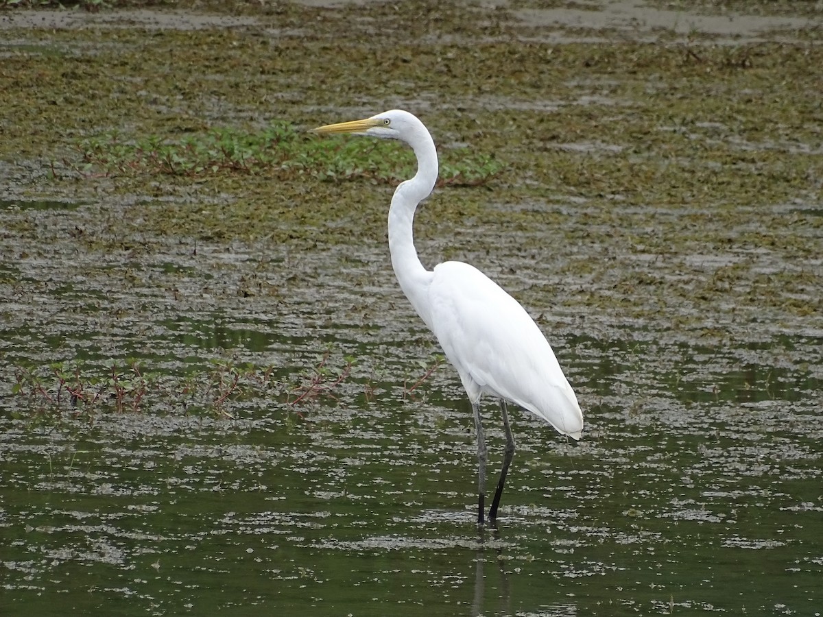 Great Egret - ML361554051