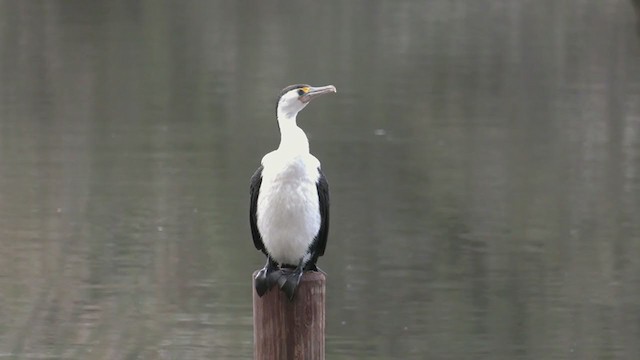 Pied Cormorant - ML361554071