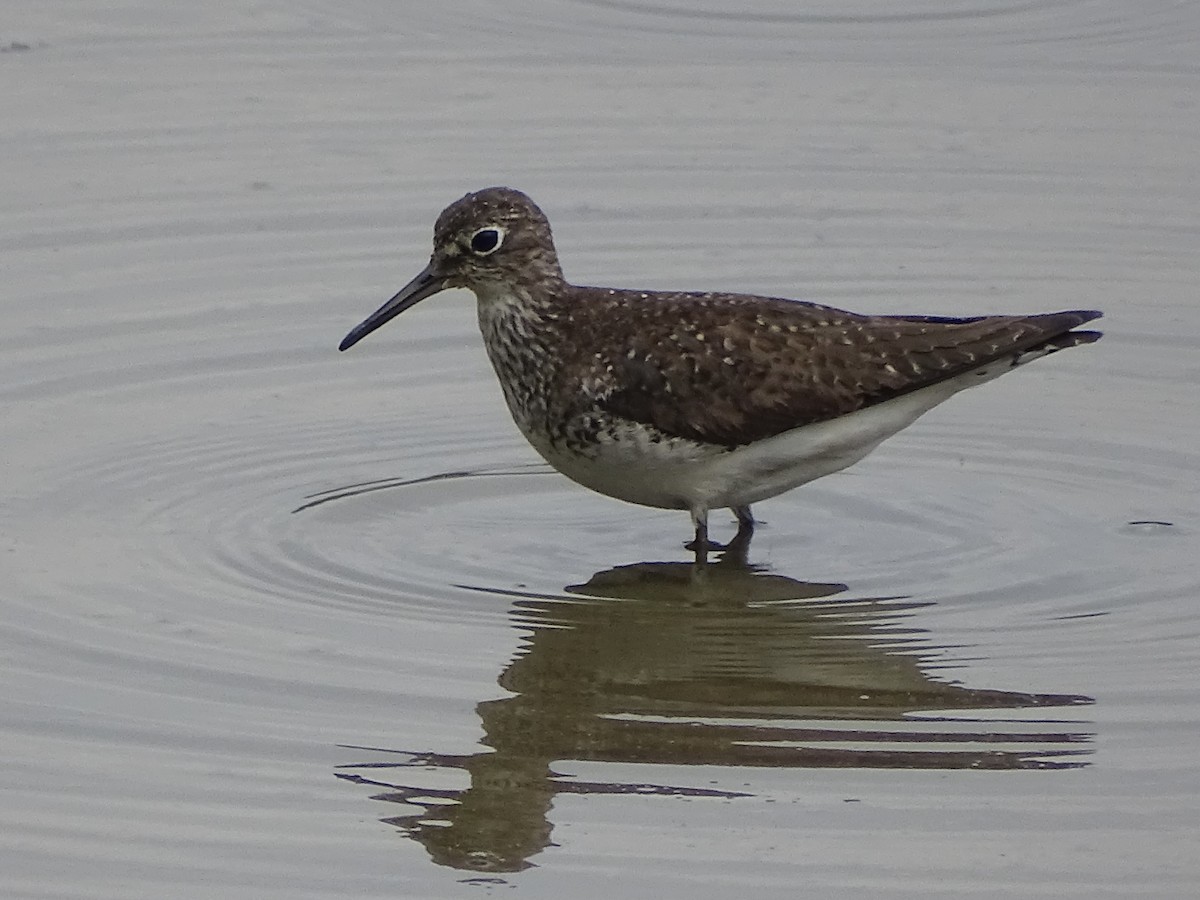 Solitary Sandpiper - ML361554181