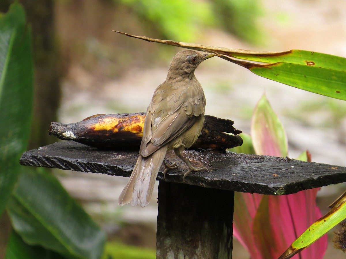 Clay-colored Thrush - ML36155421