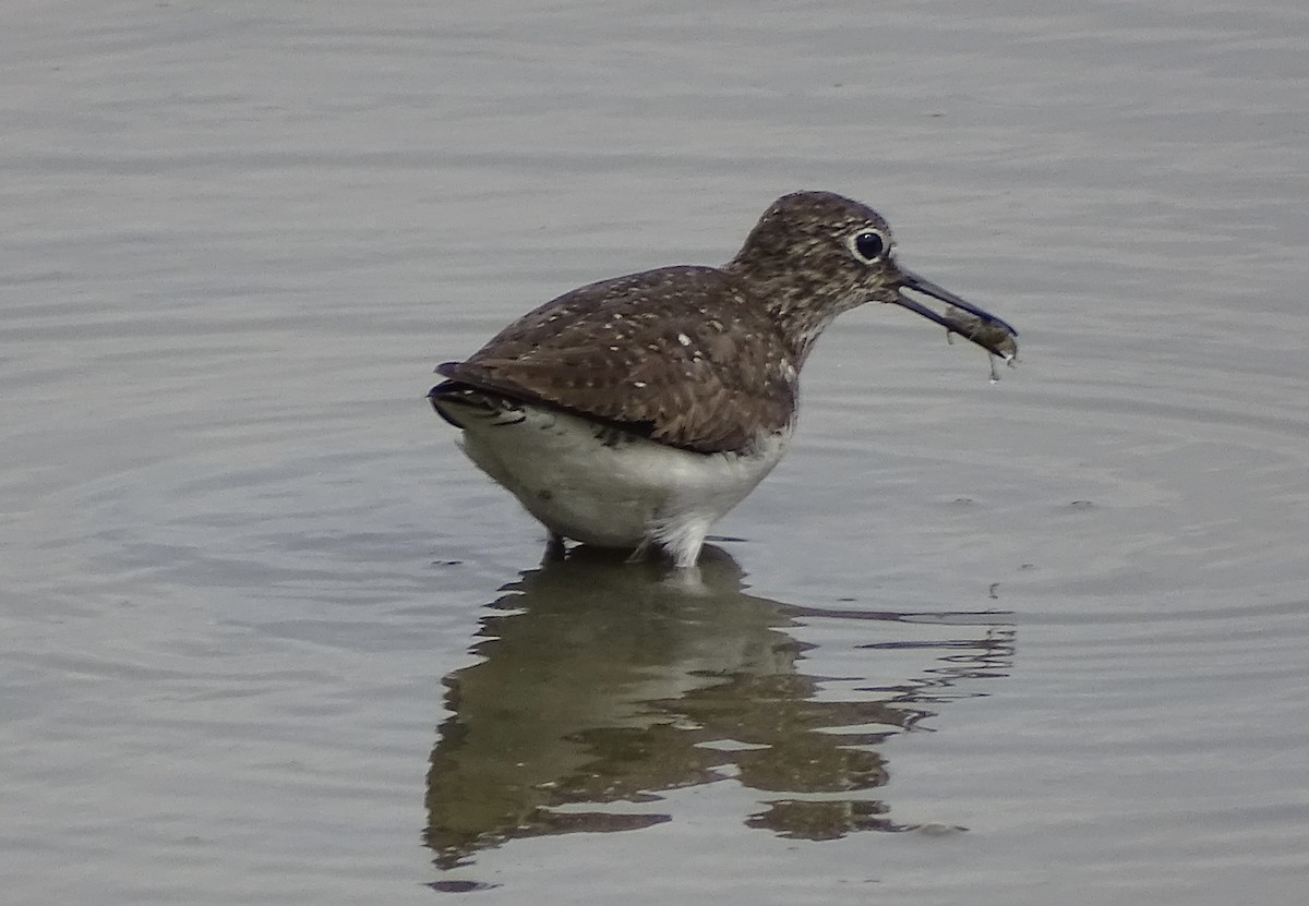 Solitary Sandpiper - ML361554271