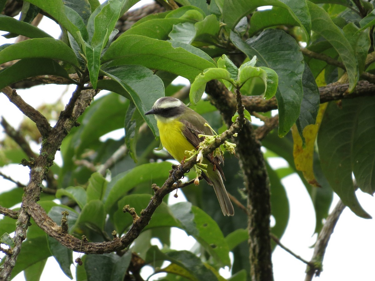 Social Flycatcher - ML36155471