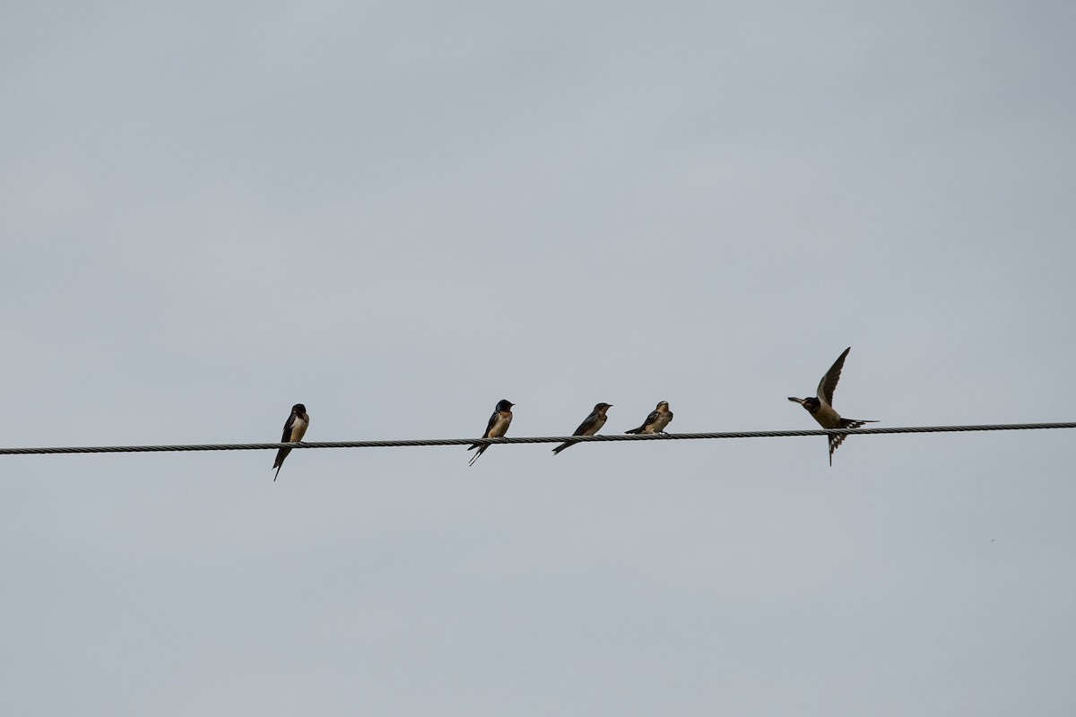 Barn Swallow - ML361555301
