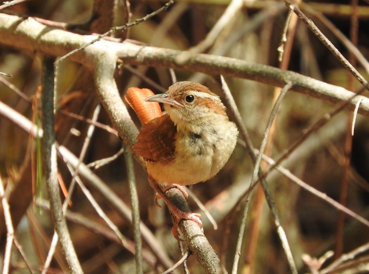 Carolina Wren - Cristina Hartshorn