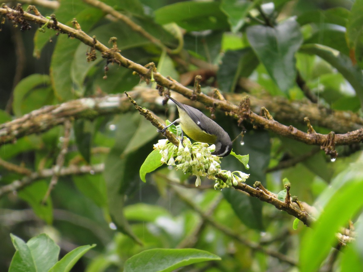 Bananaquit - Róger Rodríguez Bravo