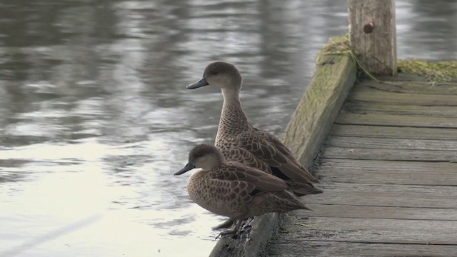 ハイイロコガモ - ML361555941