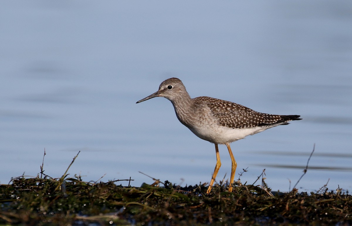 Lesser Yellowlegs - ML361557451