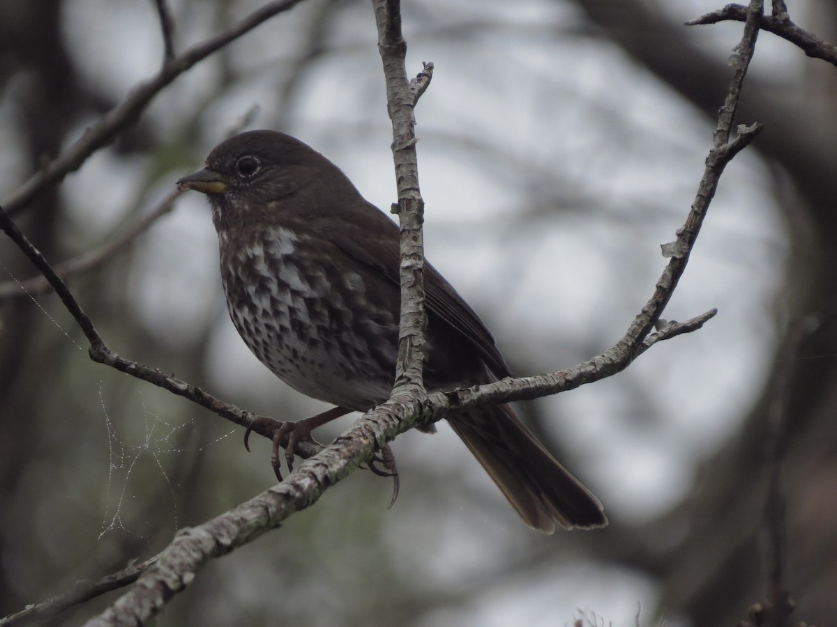Fox Sparrow (Sooty) - ML36155751
