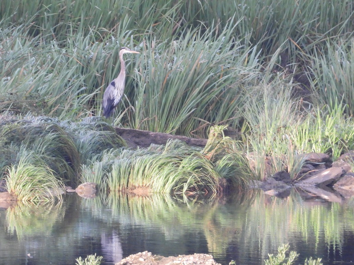 Great Blue Heron - ML361558821