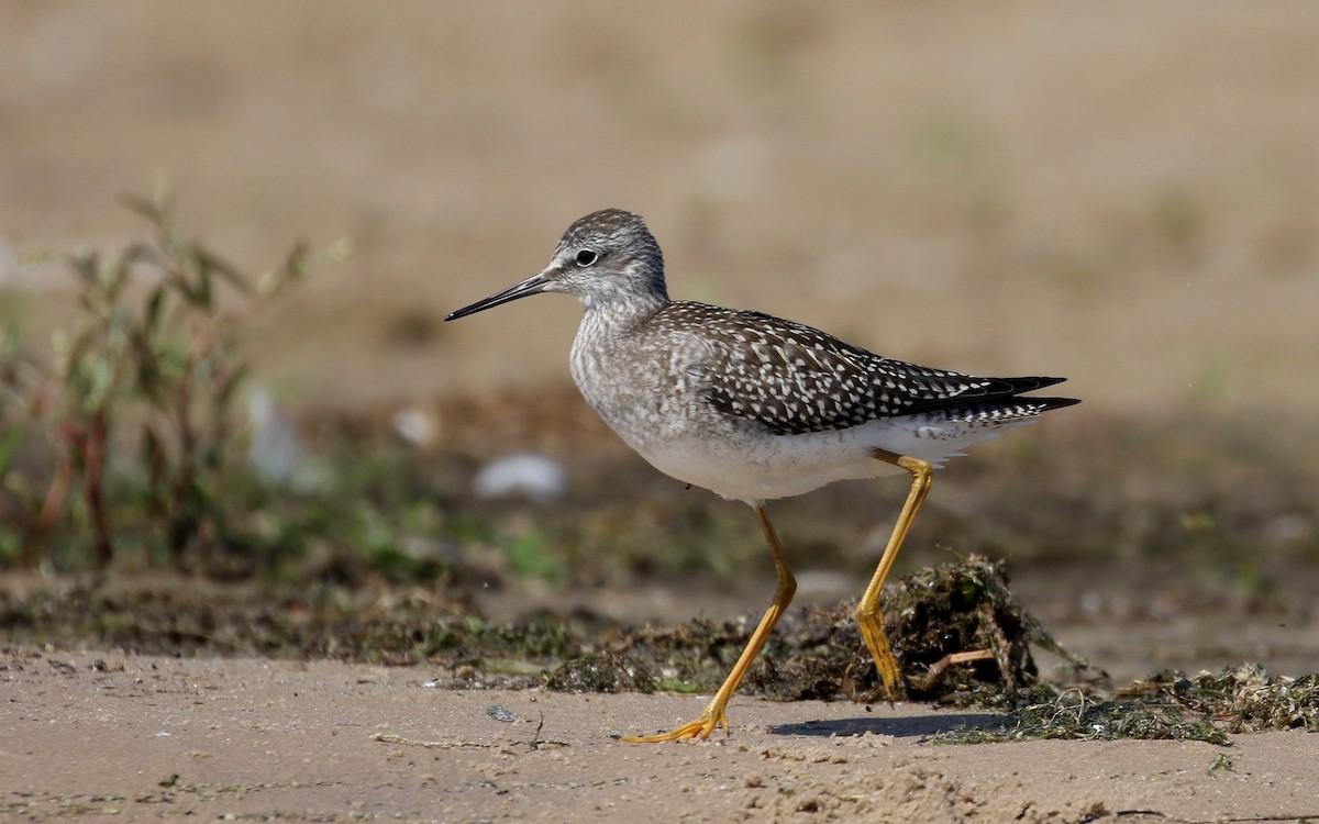 Lesser Yellowlegs - ML361559241