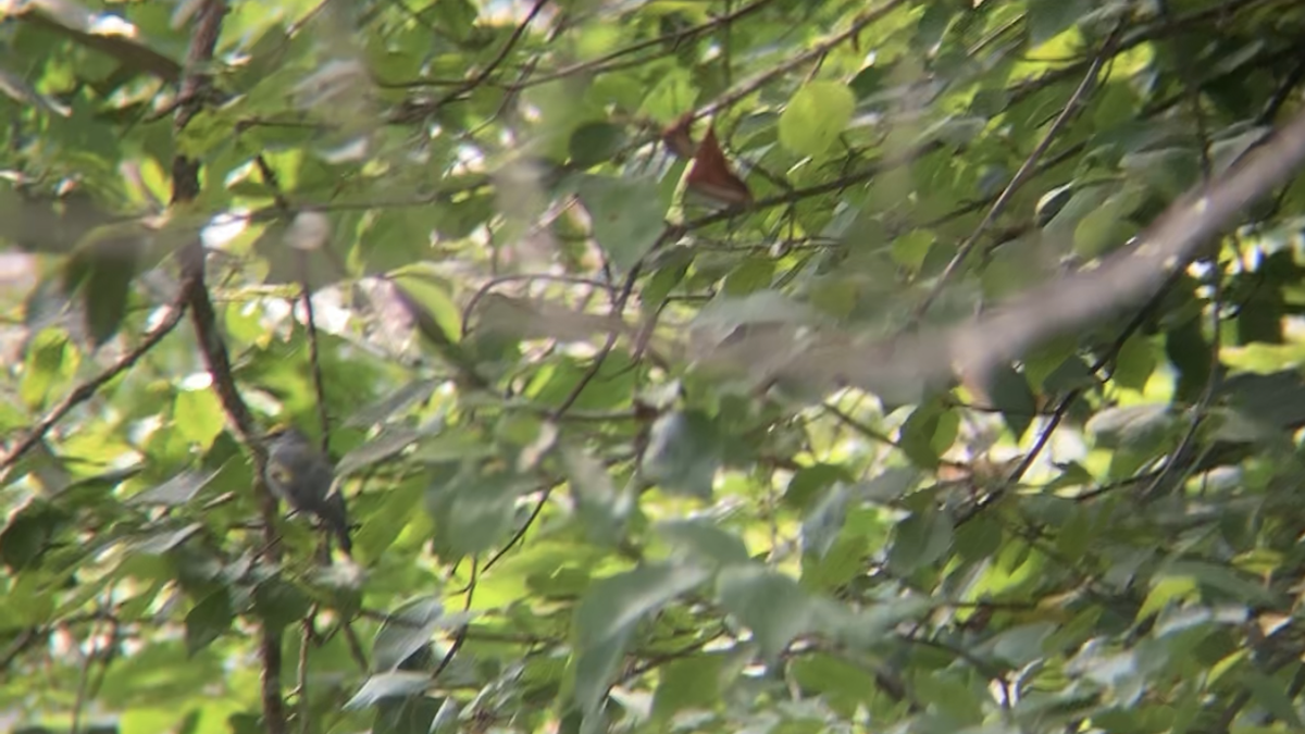 Червоїд золотокрилий x жовтоголовий (F1 гібрид) - ML361559741