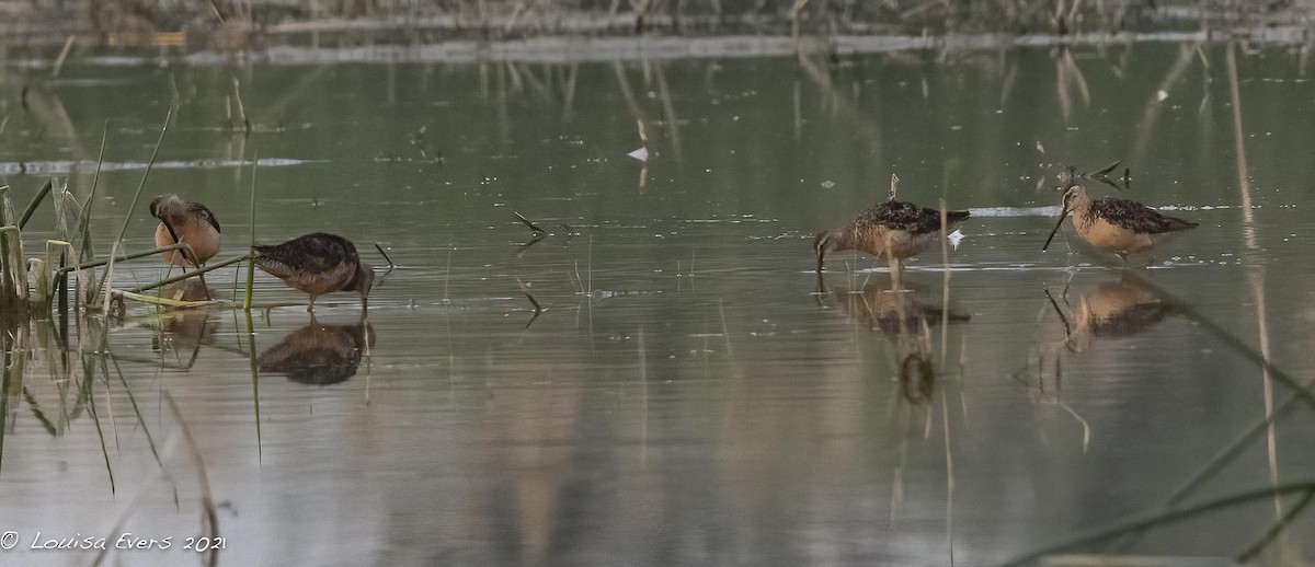 Long-billed Dowitcher - ML361562091