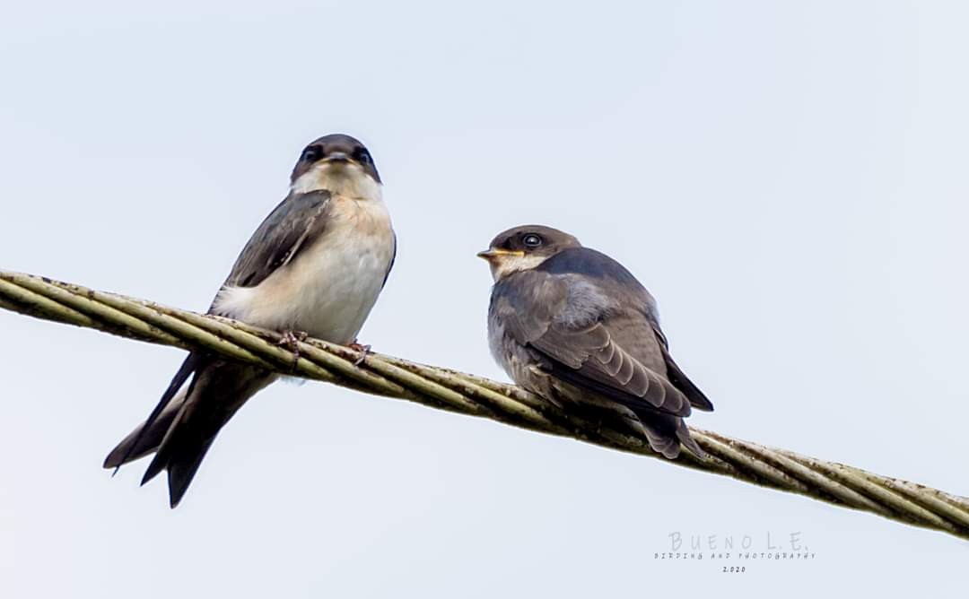 Blue-and-white Swallow - ML361564681