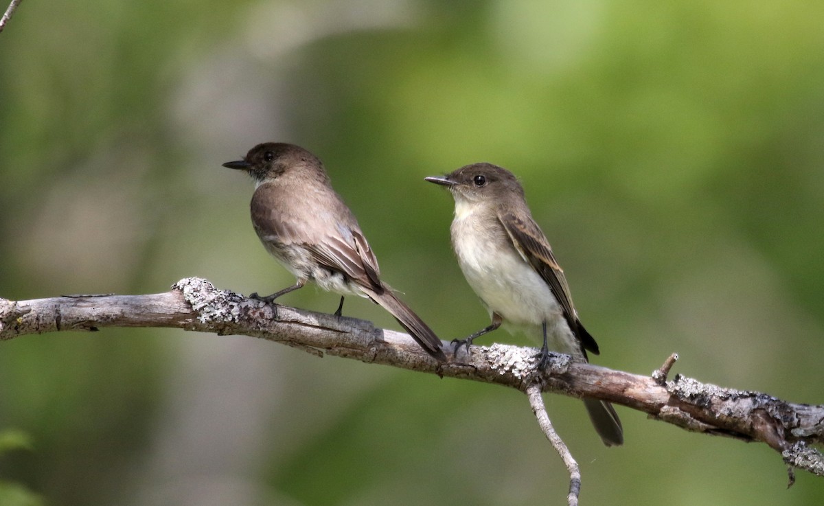 Eastern Phoebe - Jay McGowan