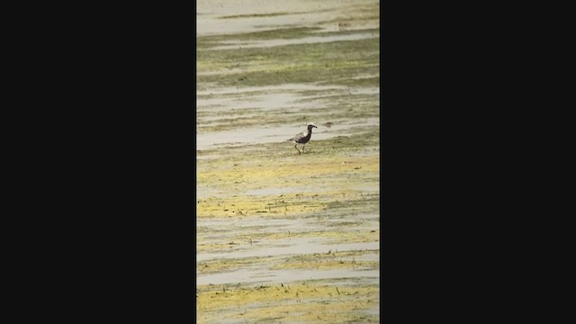 Black-bellied Plover - ML361566571