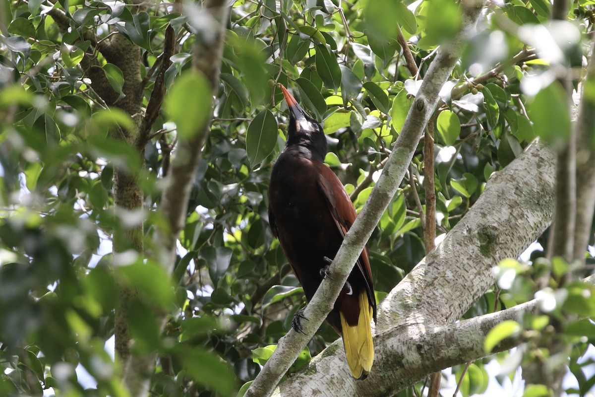 Montezuma Oropendola - ML361567221