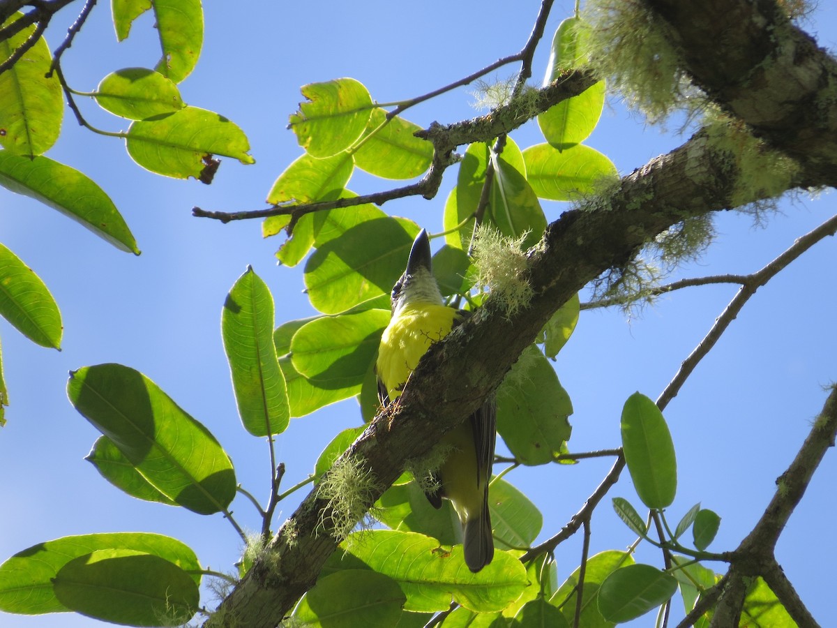 Boat-billed Flycatcher - ML36156781