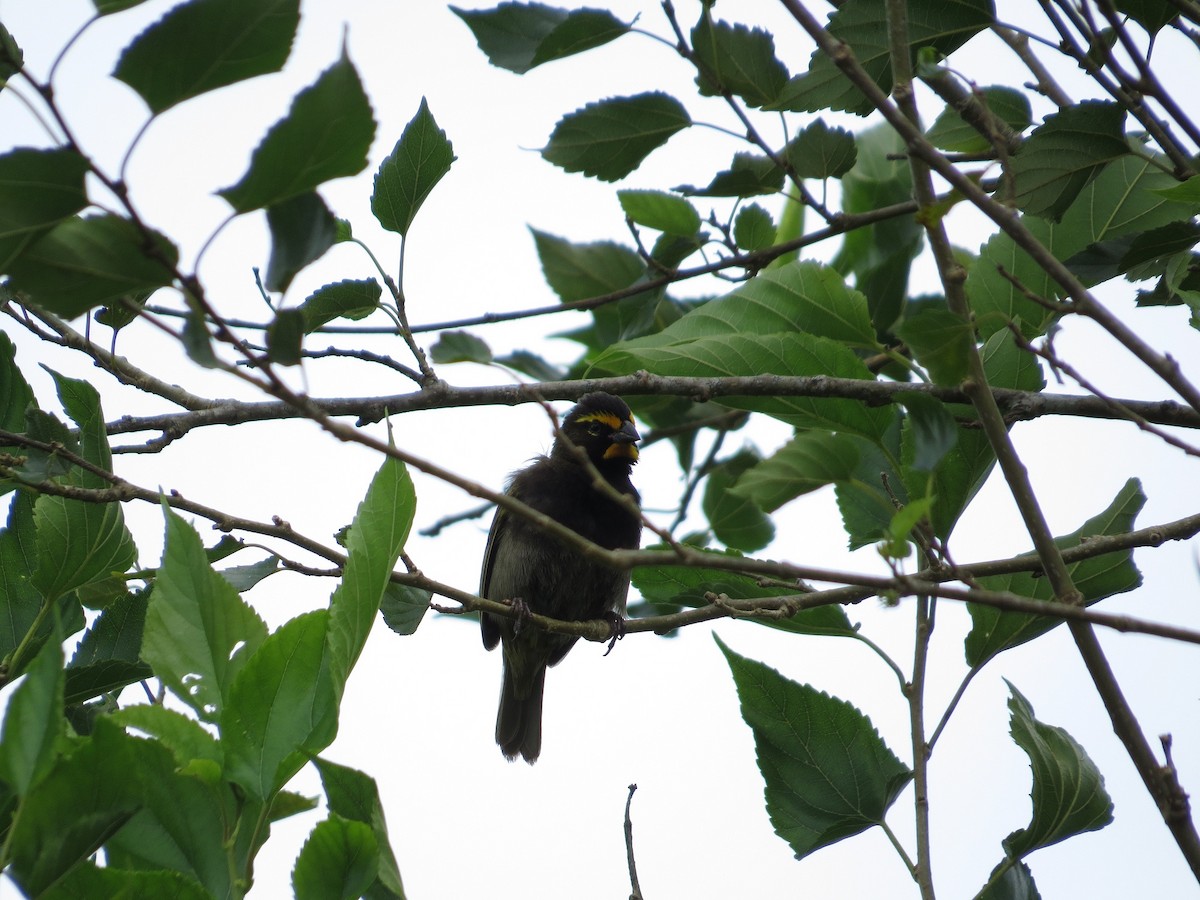 Yellow-faced Grassquit - ML36156791