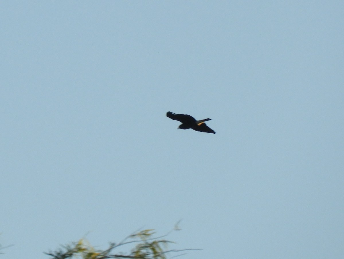 Snail Kite - Gonzalo Diaz