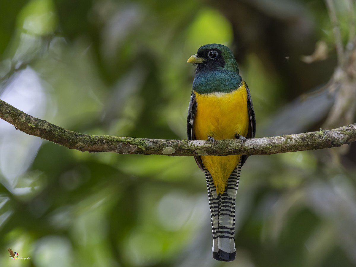 Graceful Black-throated Trogon - Fernando Burgalin Sequeria