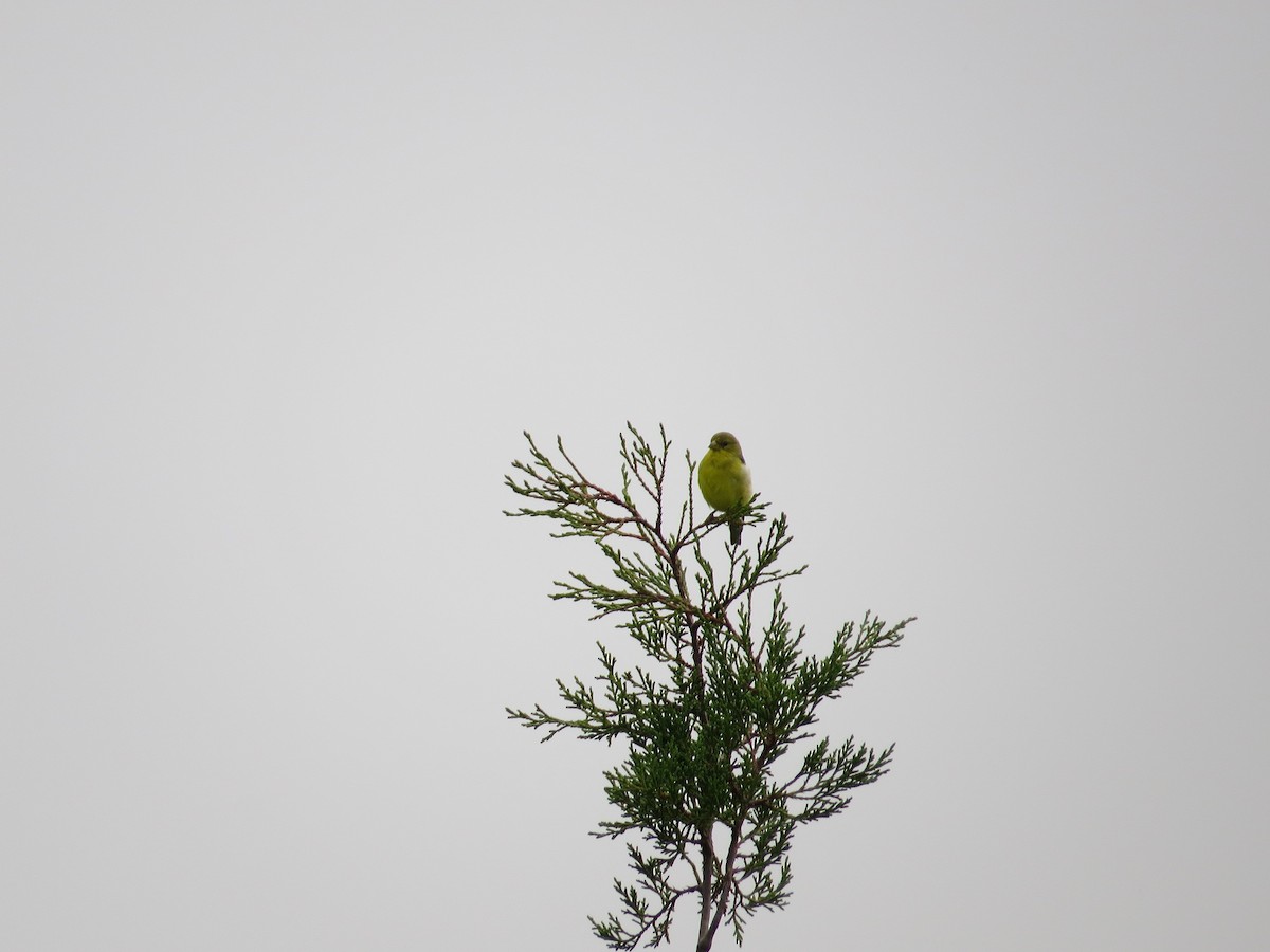 Lesser Goldfinch - ML36156861