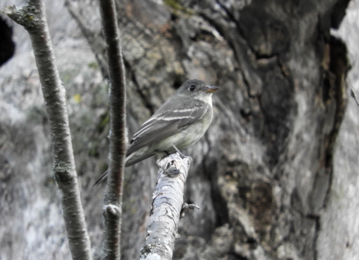 Eastern Wood-Pewee - ML361569681