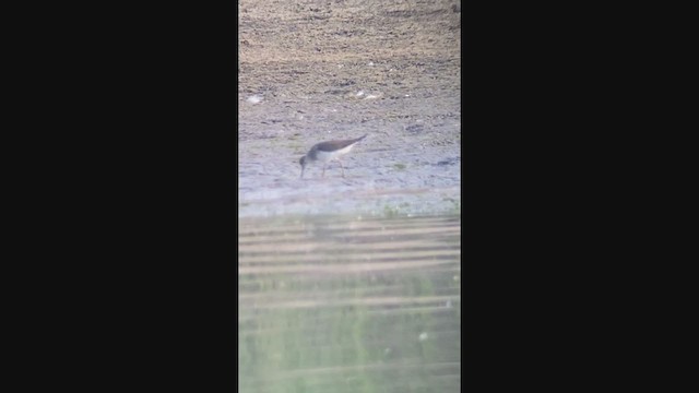 eremittsnipe - ML361572181