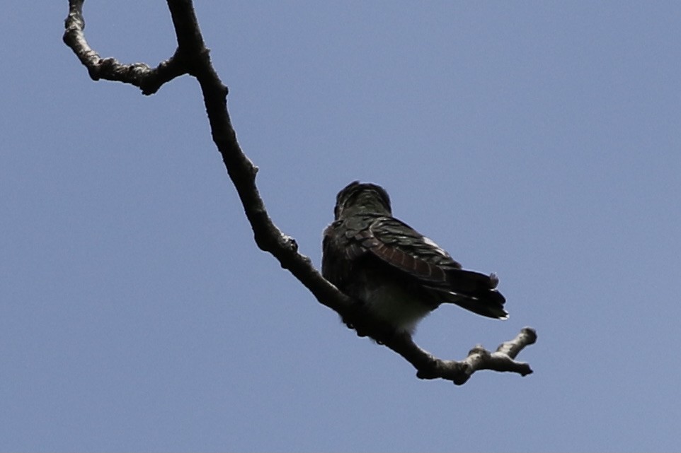 Long-billed Starthroat - ML361572511