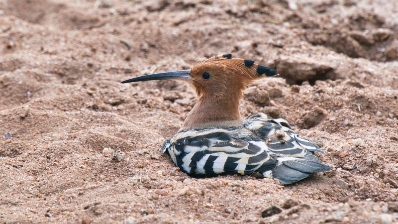 Eurasian Hoopoe - Andrew Ng