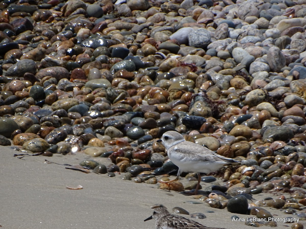 Piping Plover - ML361575001
