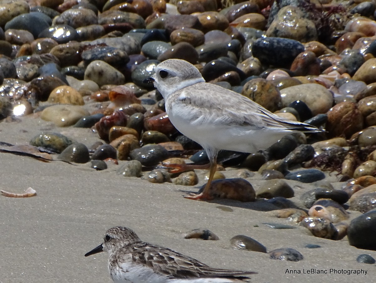 Piping Plover - ML361575061