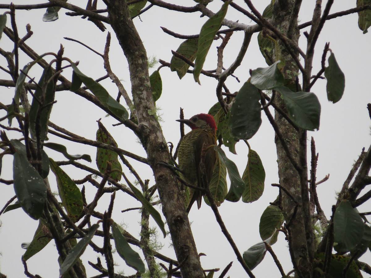 Golden-olive Woodpecker - ML36157511