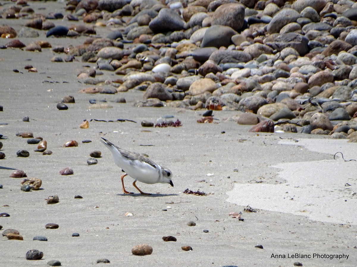 Piping Plover - ML361575301