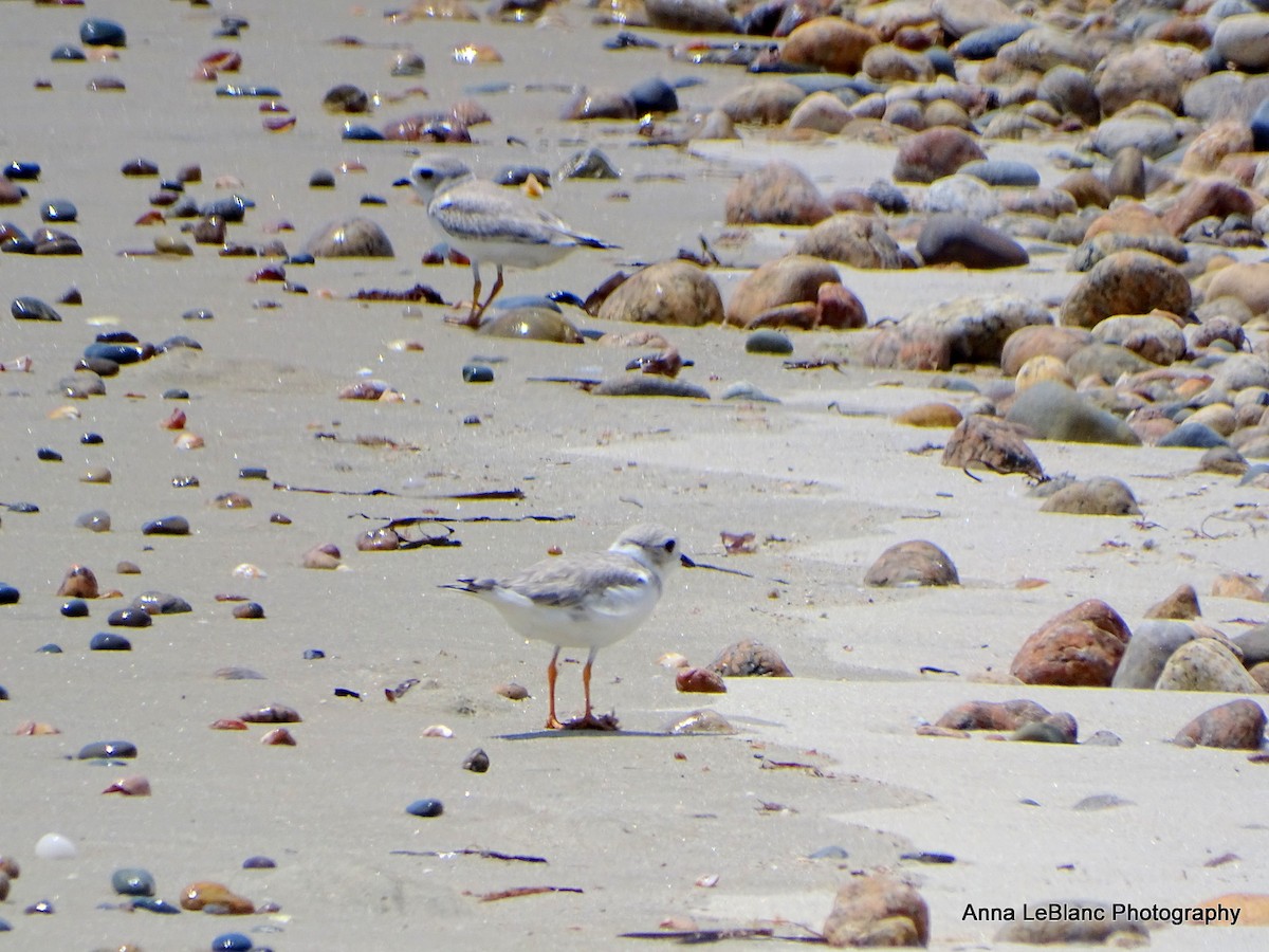 Piping Plover - ML361575431