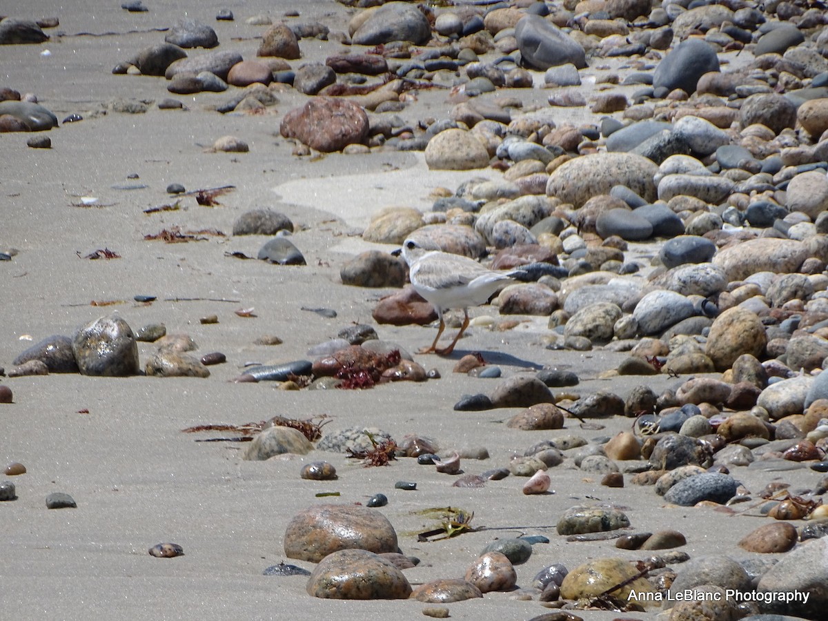 Piping Plover - ML361575581