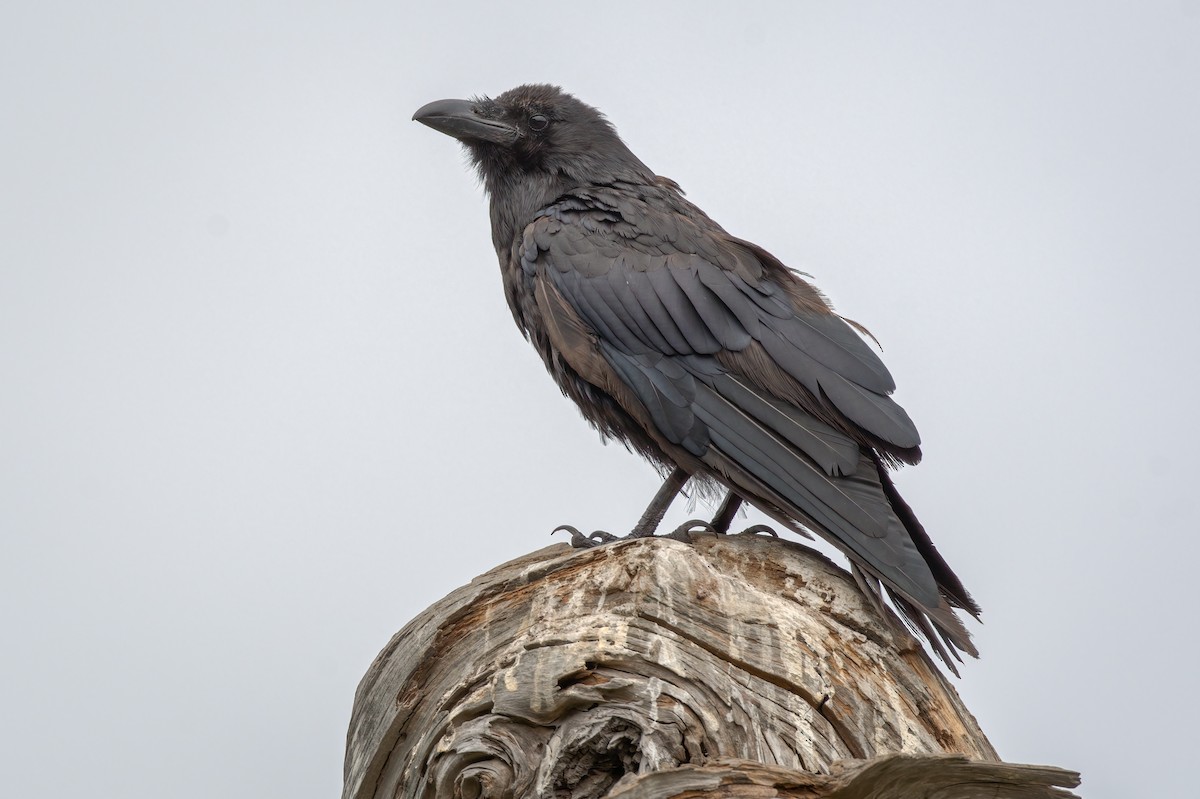 Common Raven - ML361575771